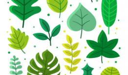 叶子动漫,描绘青春梦想的彩色画卷